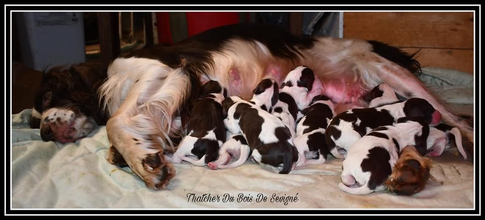 Des Ducs De Rohan - Epagneul Français - Portée née le 06/02/2026