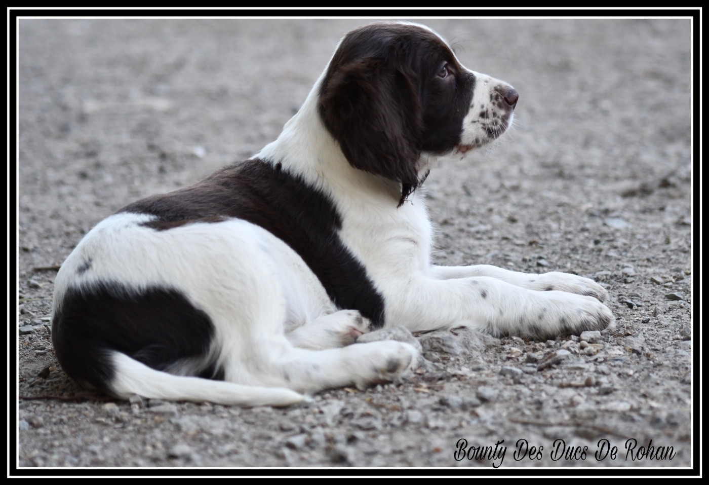 Des Ducs De Rohan - Chiots disponibles - Epagneul Français