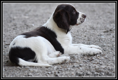 Bounty Des Ducs De Rohan